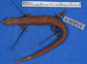 Media type: image;   Herpetology R-37206